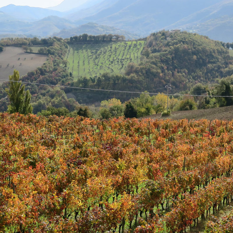Tenuta Colli di Serrapetrona